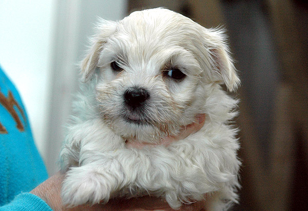 Phil bichon havanese hvalp hundehvalp bichon havanais hvalpe hundehvalpe