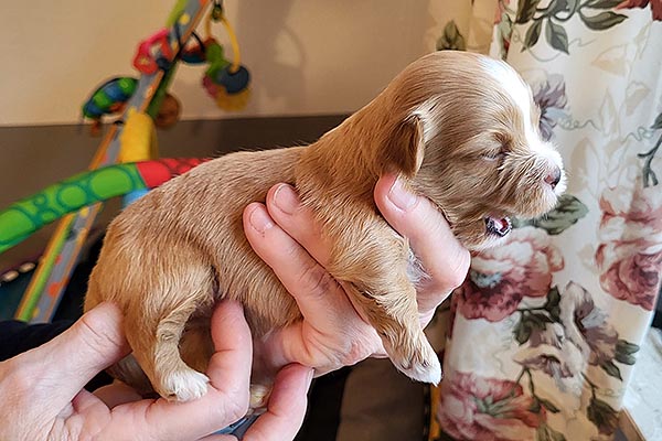 Piet bichon havanese hvalp hundehvalp bichon havanais hvalpe hundehvalpe