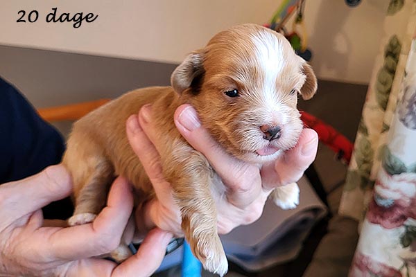 Piet bichon havanese hvalp hundehvalp bichon havanais hvalpe hundehvalpe