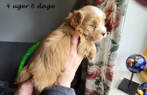 Piet bichon havanese hvalp hundehvalp bichon havanais hvalpe hundehvalpe