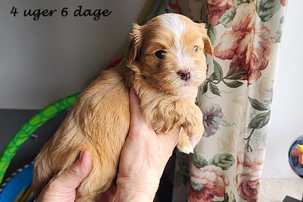 Piet bichon havanese hvalp hundehvalp bichon havanais hvalpe hundehvalpe