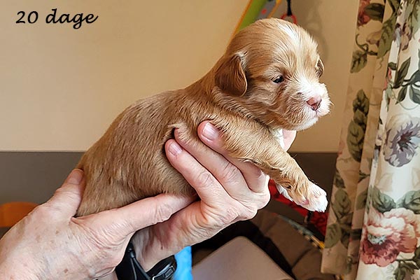 Pixie bichon havanese hvalp hundehvalp bichon havanais hvalpe hundehvalpe