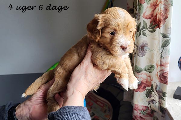 Pixie bichon havanese hvalp hundehvalp bichon havanais hvalpe hundehvalpe