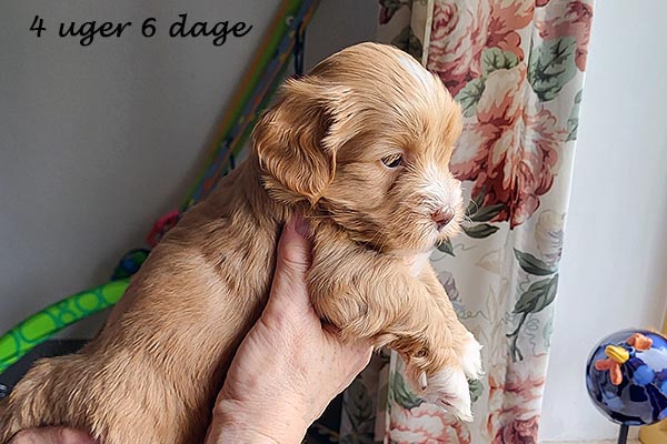 Pixie bichon havanese hvalp hundehvalp bichon havanais hvalpe hundehvalpe