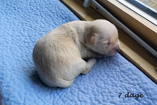 Polle bichon havanese hvalp hundehvalp bichon havanais hvalpe hundehvalpe