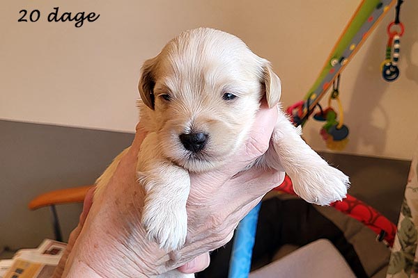 Polle bichon havanese hvalp hundehvalp bichon havanais hvalpe hundehvalpe