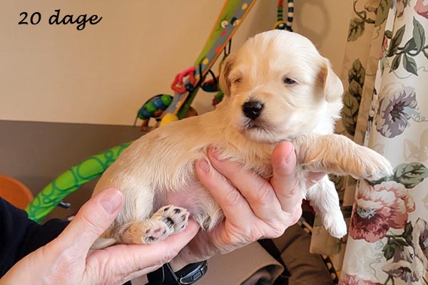 Polle bichon havanese hvalp hundehvalp bichon havanais hvalpe hundehvalpe