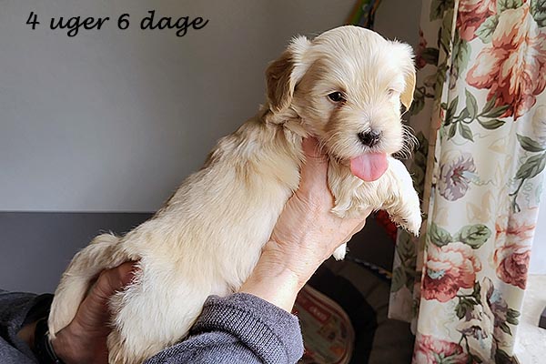 Polle bichon havanese hvalp hundehvalp bichon havanais hvalpe hundehvalpe