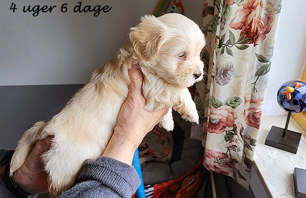 Polle bichon havanese hvalp hundehvalp bichon havanais hvalpe hundehvalpe