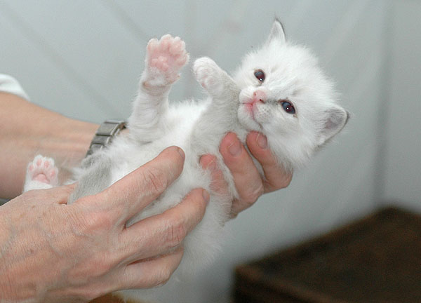 Quarter Ragdoll killing kattekilling Ragdol killinger kattekillinger