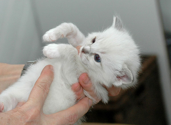 Qubana Ragdoll killing kattekilling Ragdol killinger kattekillinger