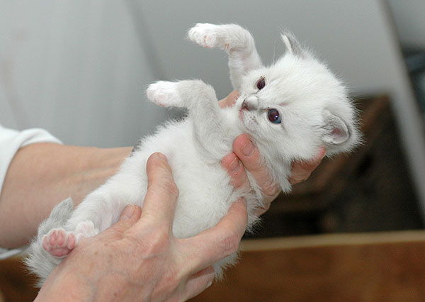 Qubana Ragdoll killing kattekilling Ragdol killinger kattekillinger