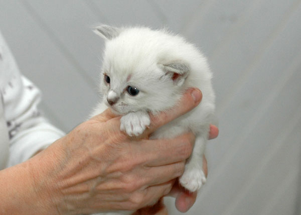 Qubana Ragdoll killing kattekilling Ragdol killinger kattekillinger