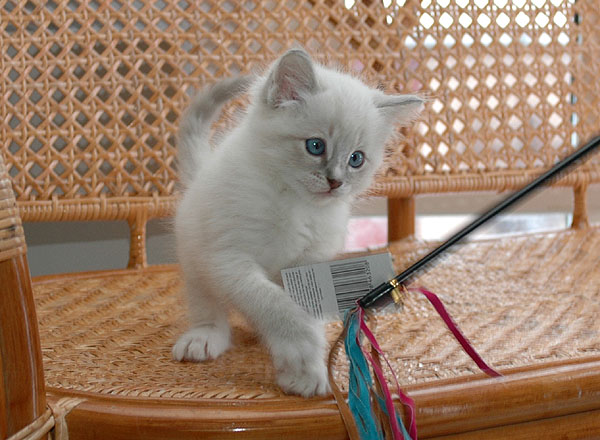 Qubana Ragdoll killing kattekilling Ragdol killinger kattekillinger