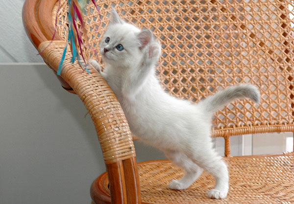 Qubana Ragdoll killing kattekilling Ragdol killinger kattekillinger