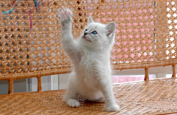 Qubana Ragdoll killing kattekilling Ragdol killinger kattekillinger