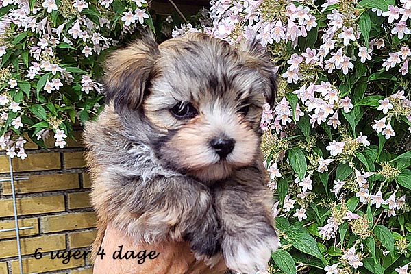 Queen bichon havanese hvalp hundehvalp bichon havanais hvalpe hundehvalpe