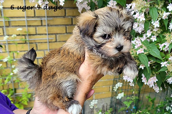 Queen bichon havanese hvalp hundehvalp bichon havanais hvalpe hundehvalpe
