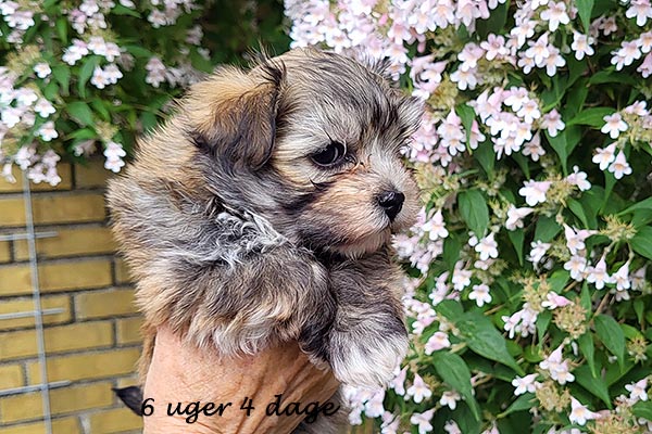 Queen bichon havanese hvalp hundehvalp bichon havanais hvalpe hundehvalpe