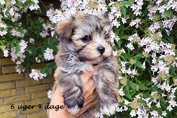 Queen bichon havanese hvalp hundehvalp bichon havanais hvalpe hundehvalpe