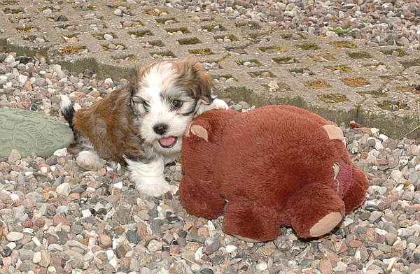 Quiana Ragdoll killing kattekilling Ragdol killinger kattekillinger