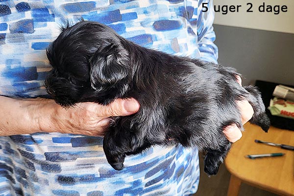 Quick bichon havanese hvalp hundehvalp bichon havanais hvalpe hundehvalpe