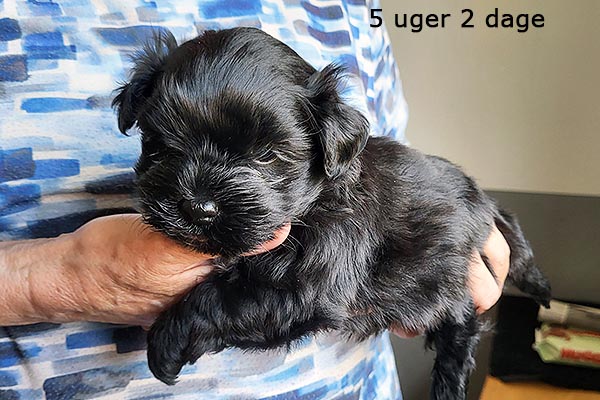 Quick bichon havanese hvalp hundehvalp bichon havanais hvalpe hundehvalpe
