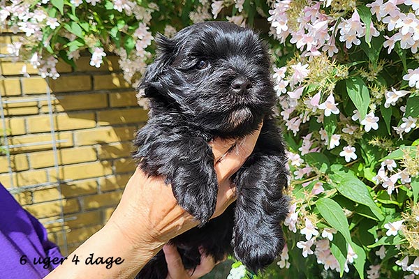 Quick bichon havanese hvalp hundehvalp bichon havanais hvalpe hundehvalpe