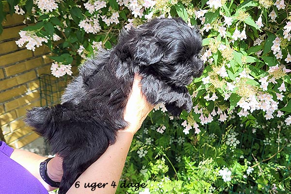 Quick bichon havanese hvalp hundehvalp bichon havanais hvalpe hundehvalpe