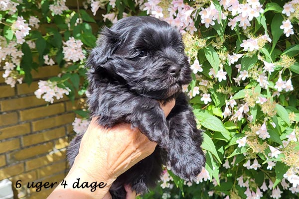 Quick bichon havanese hvalp hundehvalp bichon havanais hvalpe hundehvalpe