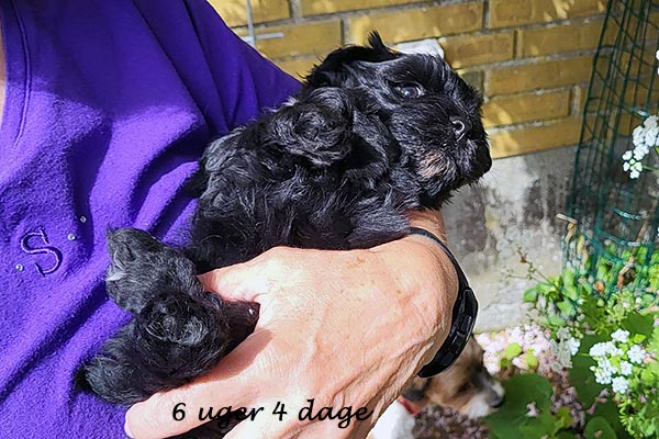 Quick bichon havanese hvalp hundehvalp bichon havanais hvalpe hundehvalpe