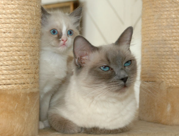 Ramses Ragdoll killing kattekilling Ragdol killinger kattekillinger
