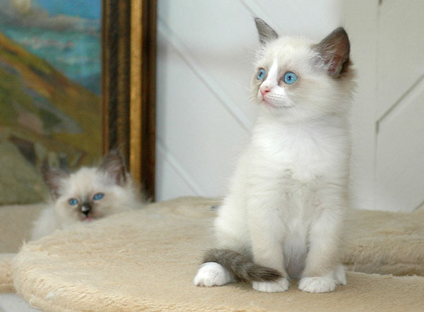 Ramses Ragdoll killing kattekilling Ragdol killinger kattekillinger