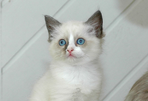 Ramses Ragdoll killing kattekilling Ragdol killinger kattekillinger