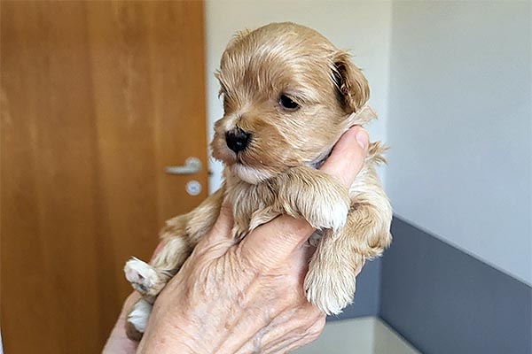 Randi bichon havanese hvalp hundehvalp bichon havanais hvalpe hundehvalpe