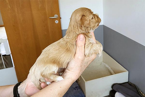 Randi bichon havanese hvalp hundehvalp bichon havanais hvalpe hundehvalpe