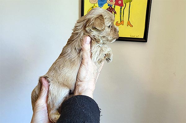 Randi bichon havanese hvalp hundehvalp bichon havanais hvalpe hundehvalpe