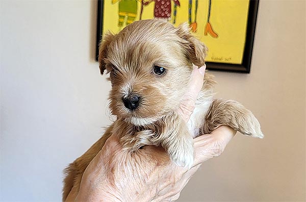 Randi bichon havanese hvalp hundehvalp bichon havanais hvalpe hundehvalpe