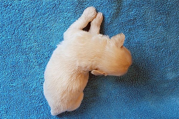Rane bichon havanese hvalp hundehvalp bichon havanais hvalpe hundehvalpe