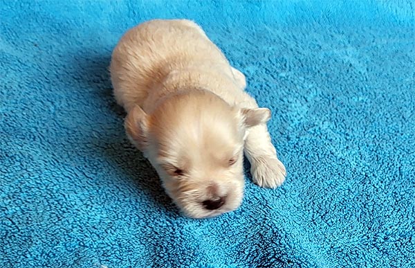 Rane bichon havanese hvalp hundehvalp bichon havanais hvalpe hundehvalpe