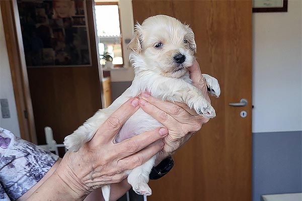 Rane bichon havanese hvalp hundehvalp bichon havanais hvalpe hundehvalpe