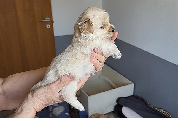 Rane bichon havanese hvalp hundehvalp bichon havanais hvalpe hundehvalpe