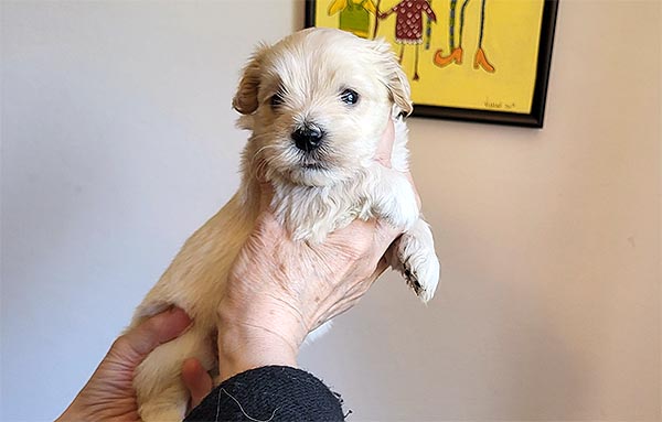 Rane bichon havanese hvalp hundehvalp bichon havanais hvalpe hundehvalpe