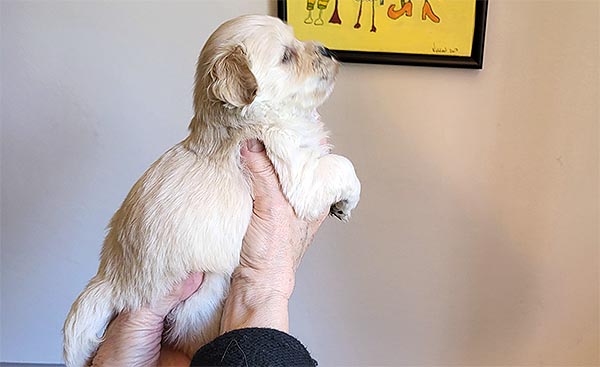 Rane bichon havanese hvalp hundehvalp bichon havanais hvalpe hundehvalpe