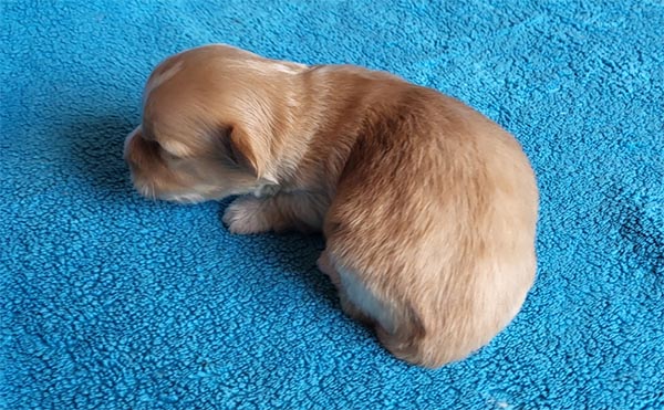 Rimor bichon havanese hvalp hundehvalp bichon havanais hvalpe hundehvalpe