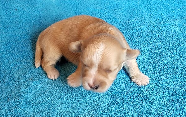 Rimor bichon havanese hvalp hundehvalp bichon havanais hvalpe hundehvalpe