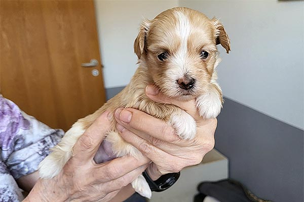 Rimor bichon havanese hvalp hundehvalp bichon havanais hvalpe hundehvalpe
