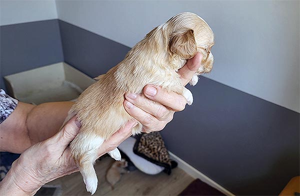 Rimor bichon havanese hvalp hundehvalp bichon havanais hvalpe hundehvalpe