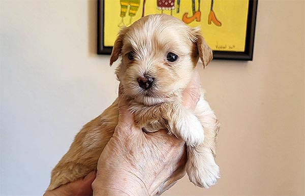 Rimor bichon havanese hvalp hundehvalp bichon havanais hvalpe hundehvalpe