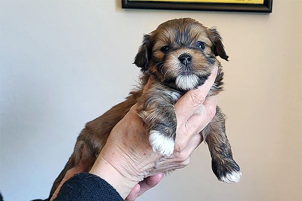 Rita bichon havanese hvalp hundehvalp bichon havanais hvalpe hundehvalpe